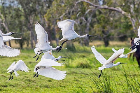 Reef, Wildlife & Rainforest - Reef & Beyond Guided Holidays - Accommodation Redcliffe 1