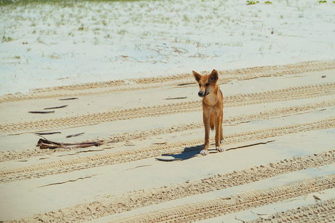 Dingos 3 Day Tag Along Fraser Island 4WD Adventure - Accommodation Redcliffe 1