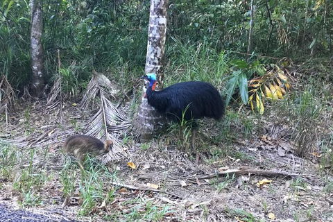 Daintree Luxury Limousine Tour - Full Day - Accommodation Redcliffe 8
