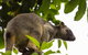 Cairns & Port Douglas All-Inclusive 7 Days Touring Package - thumb 8