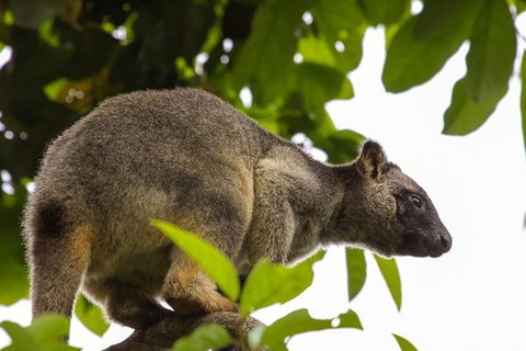 Cairns & Port Douglas All-Inclusive 7 Days Touring Package - Accommodation Redcliffe 8