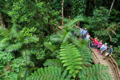 World Heritage Highlights: Reef/Daintree/Cape Tribulation - Accommodation Redcliffe 3