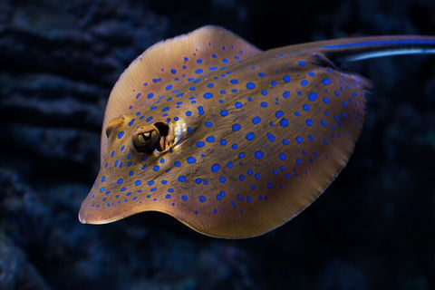 Cairns Aquarium Tour By Twilight With Drink And Appetiser - Accommodation Redcliffe 5