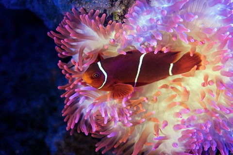 Cairns Aquarium Tour By Twilight With Drink And Appetiser - Accommodation Redcliffe 2