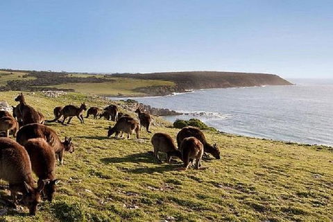 Kangaroo Island Personal Group Tours - Accommodation Redcliffe 4