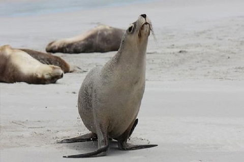 Kangaroo Island Personal Group Tours - Accommodation Redcliffe 1