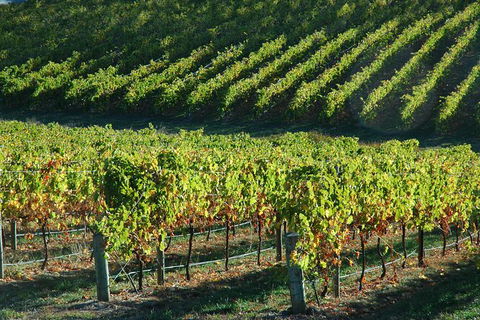 Adelaide Hills Wineries & Hahndorf - Accommodation Redcliffe 10