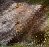 Cradle Mountain Wildlife Spotting after Dark - Accommodation Redcliffe