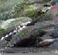 After Dark Tasmanian Devil Feeding Tour at Cradle Mountain - Accommodation Redcliffe