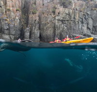 Tasman Peninsula full day kayaking tour - Accommodation Redcliffe