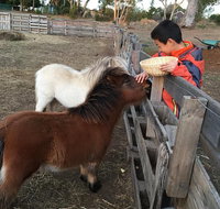 Feed/play with animals and Kayak during hobby farm tour - Accommodation Redcliffe