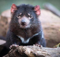 Cruise Ship Special from Hobart Shuttle to Bonorong Wildlife Park. - Accommodation Redcliffe