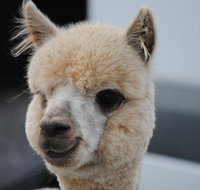 Alpaca Farm Tours with Toffeemont - Accommodation Redcliffe