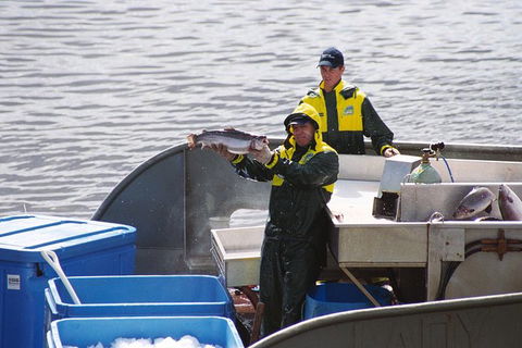 Afternoon Gordon River Dinner Cruise - Departing 3pm - Accommodation Redcliffe 3