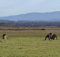 Spend a day in one of Tasmania's best wildlife National Park's - Accommodation Redcliffe