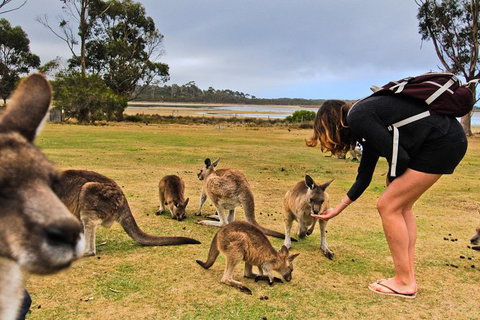 4-Day Fabulous Tasmania Tour: Wineglass Bay, Port Arthur, Devils & Bruny Island - Accommodation Redcliffe 5
