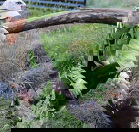 1-Hour Tasmanian Devil Feeding Day Tour at Cradle Mountain - Accommodation Redcliffe