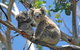 LGBT+ Friendly 12-Hour Great Ocean Road Private Tour - thumb 8