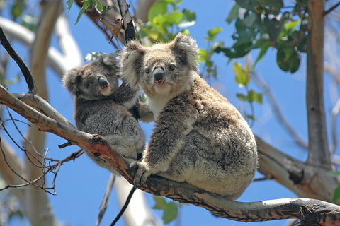 LGBT+ Friendly 12-Hour Great Ocean Road Private Tour - Accommodation Redcliffe 8