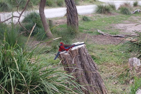 Wilsons Promontory Brainstorming Escape - Accommodation Redcliffe 5