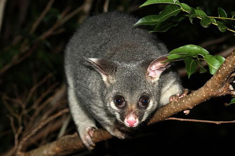 Wilsons Promontory Brainstorming Escape - Accommodation Redcliffe 3