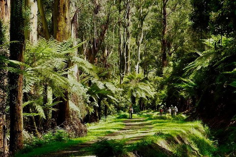 Aqueduct And Rail Trail Self-Guided Bike Tour In Warburton - Accommodation Redcliffe 1