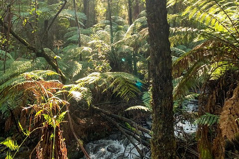 Hiking Tour To Aqueduct And Warburton Valley Lookout - Accommodation Redcliffe 3