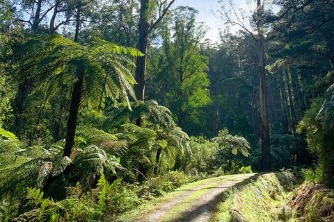 Hiking Tour To Aqueduct And Warburton Valley Lookout - Accommodation Redcliffe 1