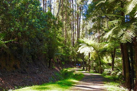 Half-Day Biking Activity From Aqueduct To California Redwoods - Accommodation Redcliffe 2