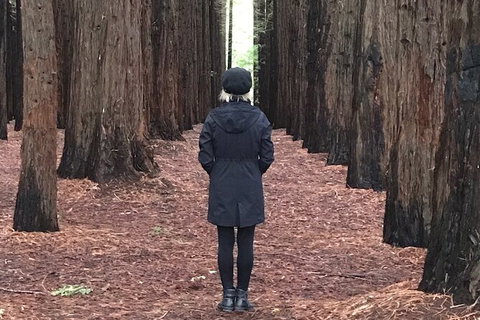 Half-Day Biking Activity From Aqueduct To California Redwoods - Accommodation Redcliffe 0