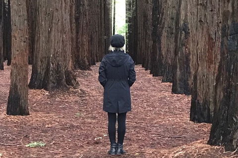 Private Aqueduct To California Redwoods Hiking Tour - Accommodation Redcliffe 1