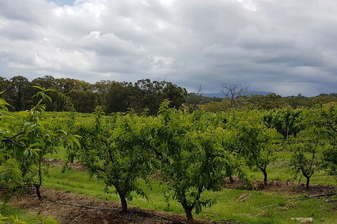 Day Tour Of Yarra Valley Puffing Billy And Rayners Orchard - Accommodation Redcliffe 42