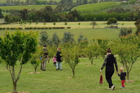 Day Tour Of Yarra Valley Puffing Billy And Rayners Orchard - Accommodation Redcliffe 36
