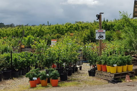 Day Tour Of Yarra Valley Puffing Billy And Rayners Orchard - Accommodation Redcliffe 46