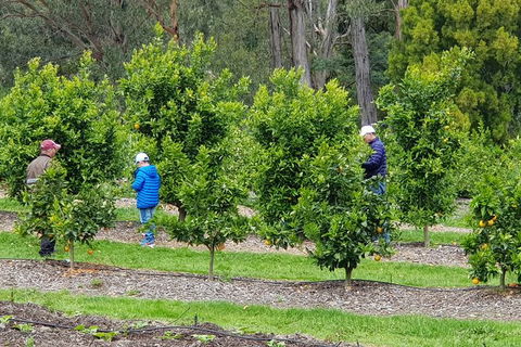 Day Tour Of Yarra Valley Puffing Billy And Rayners Orchard - Accommodation Redcliffe 1