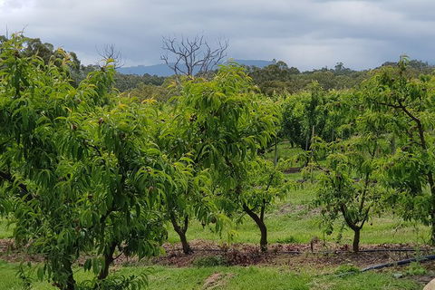 Day Tour Of Yarra Valley Puffing Billy And Rayners Orchard - Accommodation Redcliffe 41