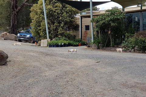 Day Tour Of Yarra Valley Puffing Billy And Rayners Orchard - Accommodation Redcliffe 26