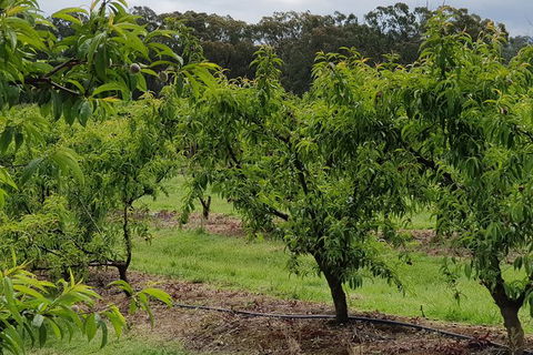 Day Tour Of Yarra Valley Puffing Billy And Rayners Orchard - Accommodation Redcliffe 49