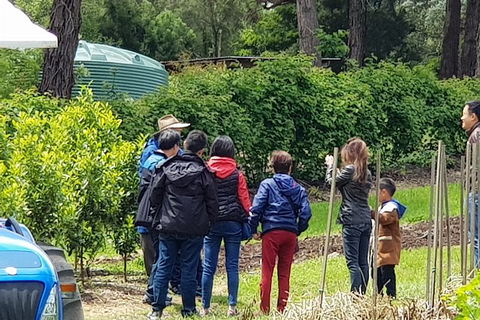 Day Tour Of Yarra Valley Puffing Billy And Rayners Orchard - Accommodation Redcliffe 16