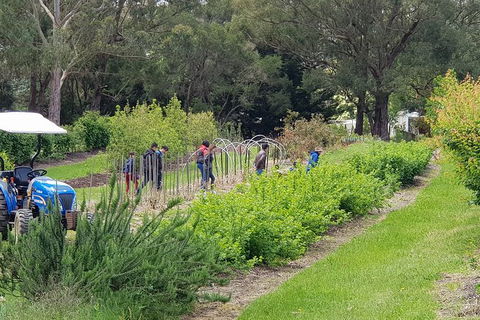 Day Tour Of Yarra Valley Puffing Billy And Rayners Orchard - Accommodation Redcliffe 29