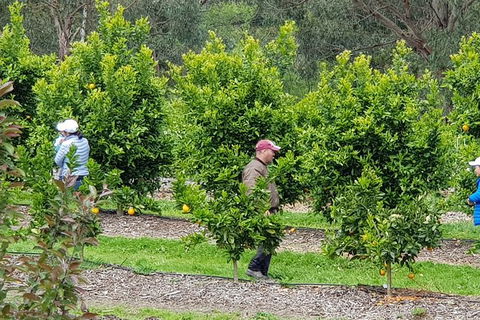 Day Tour Of Yarra Valley Puffing Billy And Rayners Orchard - Accommodation Redcliffe 34