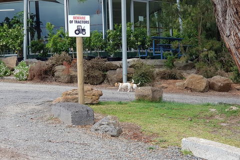 Day Tour Of Yarra Valley Puffing Billy And Rayners Orchard - Accommodation Redcliffe 2