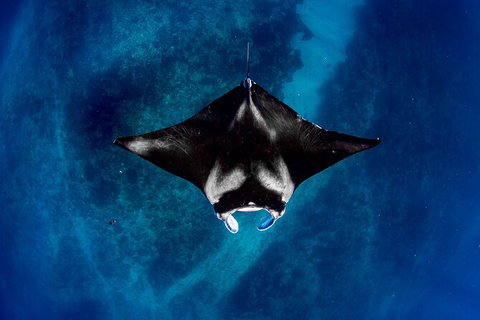 Life On Ningaloo Swimming Tour In Exmouth - Accommodation Redcliffe 3