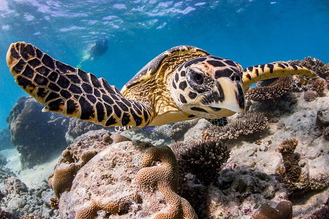 Life On Ningaloo Swimming Tour In Exmouth - Accommodation Redcliffe 1