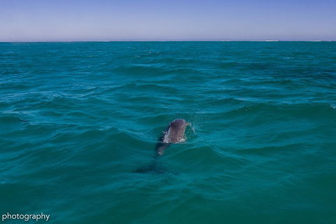Ningaloo Immersion Private Charter - Accommodation Redcliffe 1