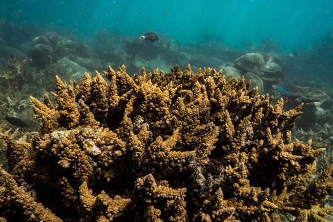 Ningaloo Immersion Private Charter - Accommodation Redcliffe 6