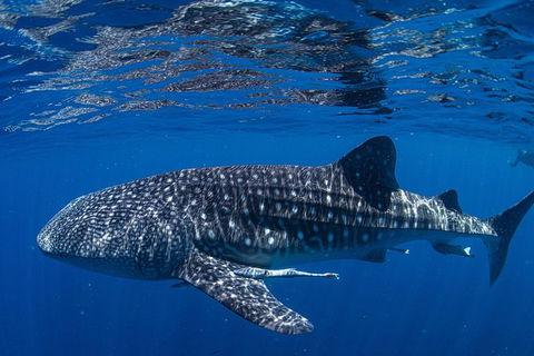 Full-Day Whale Sharks Swimming Experience On Ningaloo Reef - Accommodation Redcliffe 10