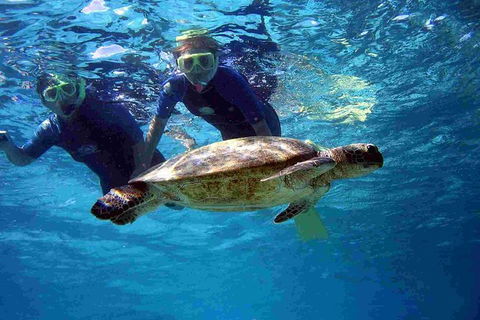 Full-Day Whale Sharks Swimming Experience On Ningaloo Reef - Accommodation Redcliffe 7