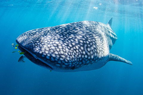 Full-Day Whale Sharks Swimming Experience On Ningaloo Reef - Accommodation Redcliffe 9