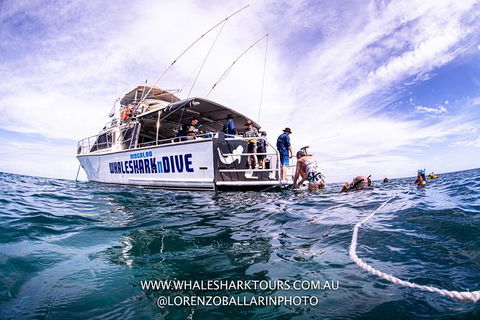 Full-Day Whale Sharks Swimming Experience On Ningaloo Reef - Accommodation Redcliffe 13